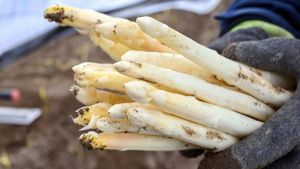 Letzte Chance: So viel kostet Spargel zum Saisonende