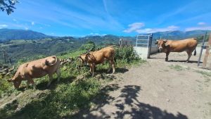 Lena y Quirós rechazan la llegada de ganado de Mieres al Puerto de Agüeria mientras crece la tensión por las amenazas denunciadas por los ganaderos afectados