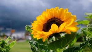 Bald wieder 30 Grad? „Es wird von Tag zu Tag wärmer“