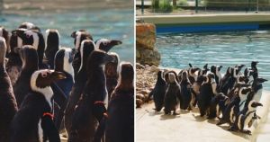 Penguins at Norfolk zoo on summer holiday as enclosure undergoes renovations