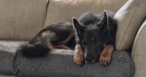 Every dog has its day! Loki Boy finally finds home after 850 days