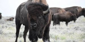 Doug Burgum Puts Private Profits Over Public Lands and Tribal Rights