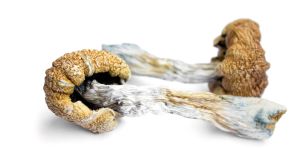 Magic mushrooms and Alzheimer’s: what one remarkable case can tell us