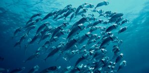El Niño is back, and ocean temperatures are already near record highs – that can spell disaster for fish and corals