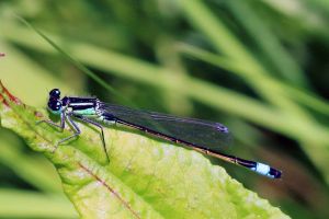 Israeli study on how damselflies get their vivid colors could help replace toxic dyes