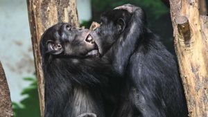 Was die Natur über Geschlecht und Sexualität verrät