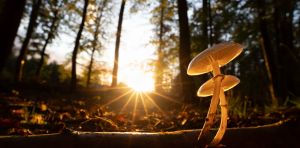 Fungal highways are vast, yet hidden underground – new study