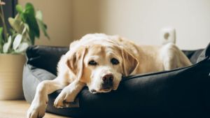 Vitamin B12 beim Hund: Welche Anzeichen können auf einen Mangel hindeuten?