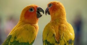 If We Could Talk to the Animals