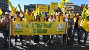 Grano e olio in grave crisi, l’allarme in Maremma. Il ‘peso’ delle importazioni e le coltivazioni dimezzate