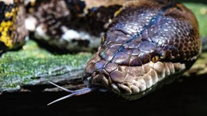 How to tame the inflation python