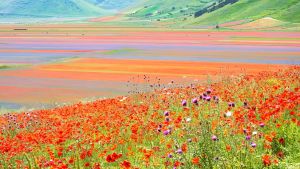 Fioritura Castelluccio di Norcia 2026, ci siamo. Parcheggi, navette, orari e biglietti: cosa c’è da sapere