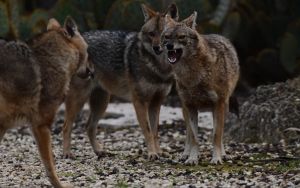 ‘Her whole face was covered in blood’: 11 campers attacked by jackals at Sea of Galilee