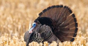 How Ontario birds bounced back from the brink