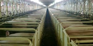 Court ruling makes factory farms harder for the public to investigate