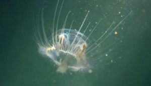 Freshwater Jellyfish found in Paraguay for first time