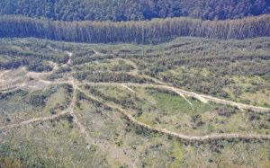 Should we bring back native forest logging? The answer is a clear no