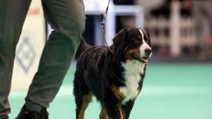 Ad Arese è l’ora di “Giada a 4 zampe”: un weekend dedicato agli amici animali