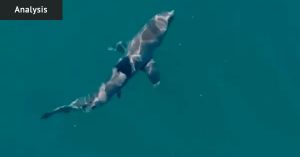 Shark bites are becoming more common – but a cull won’t work