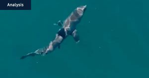 Shark bites are becoming more common – but a cull won’t work