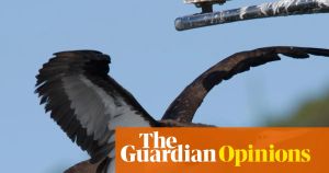 I was a hardcore twitcher. I understand why the Cocos booby has Australia’s birders in a frenzy