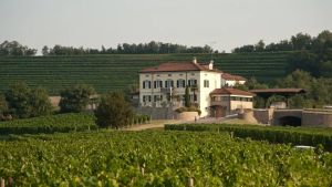 Vino e cambiamenti climatici: ecco perché i bianchi del Collio sono meno a rischio dei rossi
