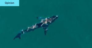 We have the technology to prevent shark bites. Let’s use it