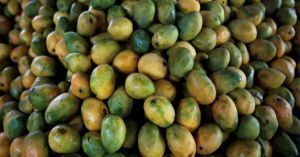 This Rare Bihar Mango Travels to the President Every Year
