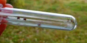 How woodchips can help keep ticks off trails