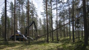 Politiikka | Maalaisjärki käteen pesintäaikaisissa hakkuissa