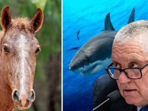 Hadley: They put sharks before people