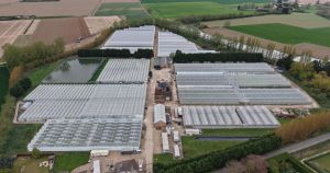 £1.4m glasshouse site up for sale after closure of oriental vegetable grower