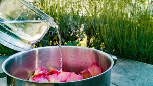 Aspettando San Giovanni: quando e come preparare l’acqua ‘magica’