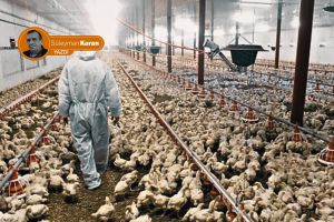 Kayyım mı yumurtadan çıkar yoksa yumurta mı kayyımdan?