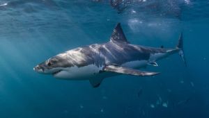 Drone technology could be the answer shark protection