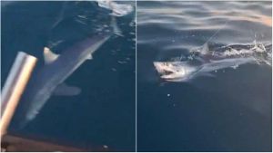 Cercavano tonni, hanno pescato uno squalo Mako di 2 metri: “Ha colpito più volte la barca, ho avuto paura” /