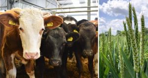 Livestock gains drive 20pc rise in farm incomes - but crop revenues are falling