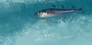 This successful Arctic fishing treaty has kept Russia, China, the US and others working together for 5 years – it could be a model for future diplomacy