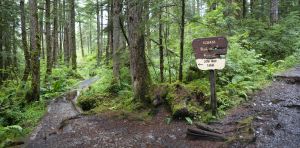 Paving paradise: Dismantling the US Roadless Rule threatens to disrupt wildlife, water and peace in the last quiet places in America