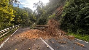 Nuovo smottamento a Cormons: cade un quercia sulla strada provinciale 14