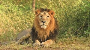 Lions Of Gir In Need Of A Healthy Pride