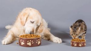 Kedi-köpek mamasında sessiz devrim