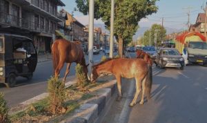Hazard on Roads