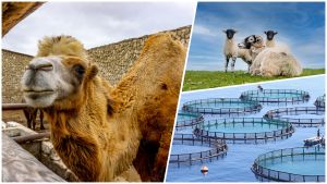 Animals that built Azerbaijan's countryside are getting second chance