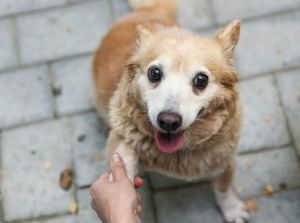 Ferrara, dalla parte degli animali: inizia la campagna di Lndc