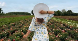 Rare chance to see 1.5 million roses in 'spectacular' private fields