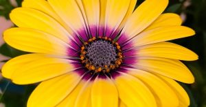 Needed: A Vibrant-Centered Approach to Life