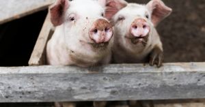 Losing Faith in People? A Pig and a Potato Chip Explain Why