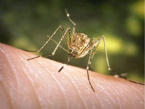 Belsara: What are the risks of contracting West Nile virus in Canada?