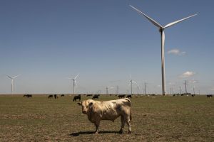 Trump Administration Drops Effort to Halt Wind Energy Projects Across the US